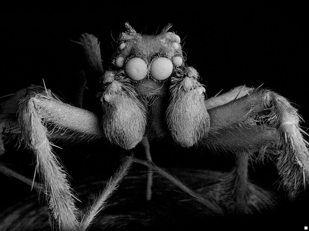 Spiders: Myth or Fact? Australian Museum Blog