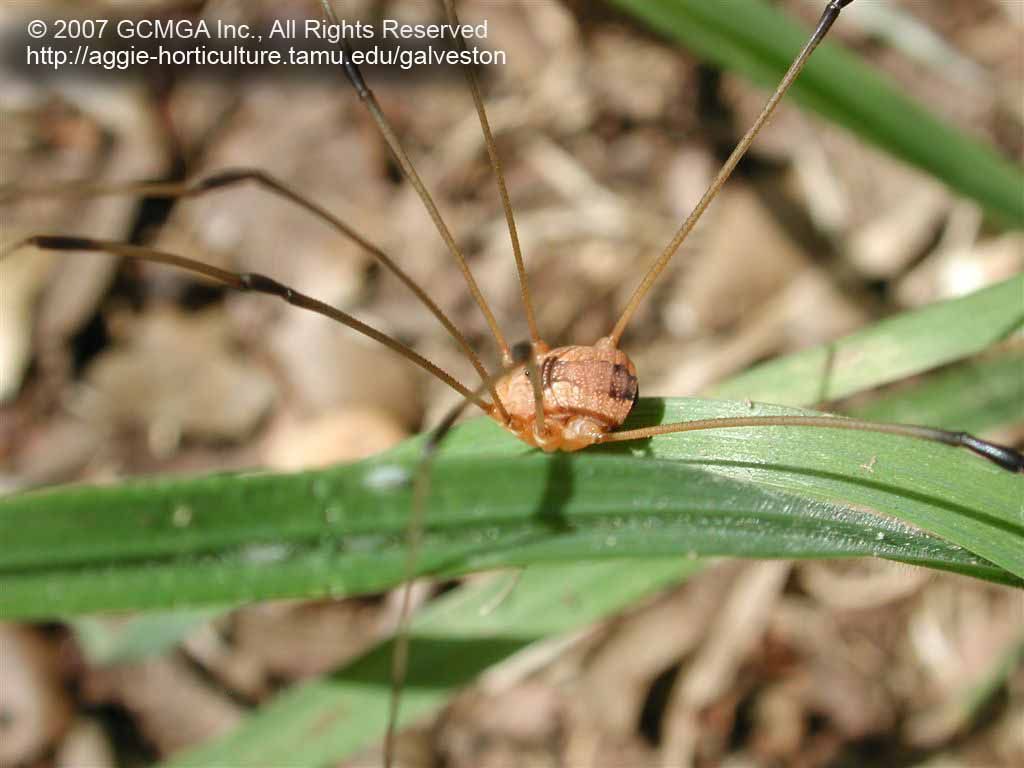 Beneficial insects in the landscape: Harvestmen or Daddylonglegs