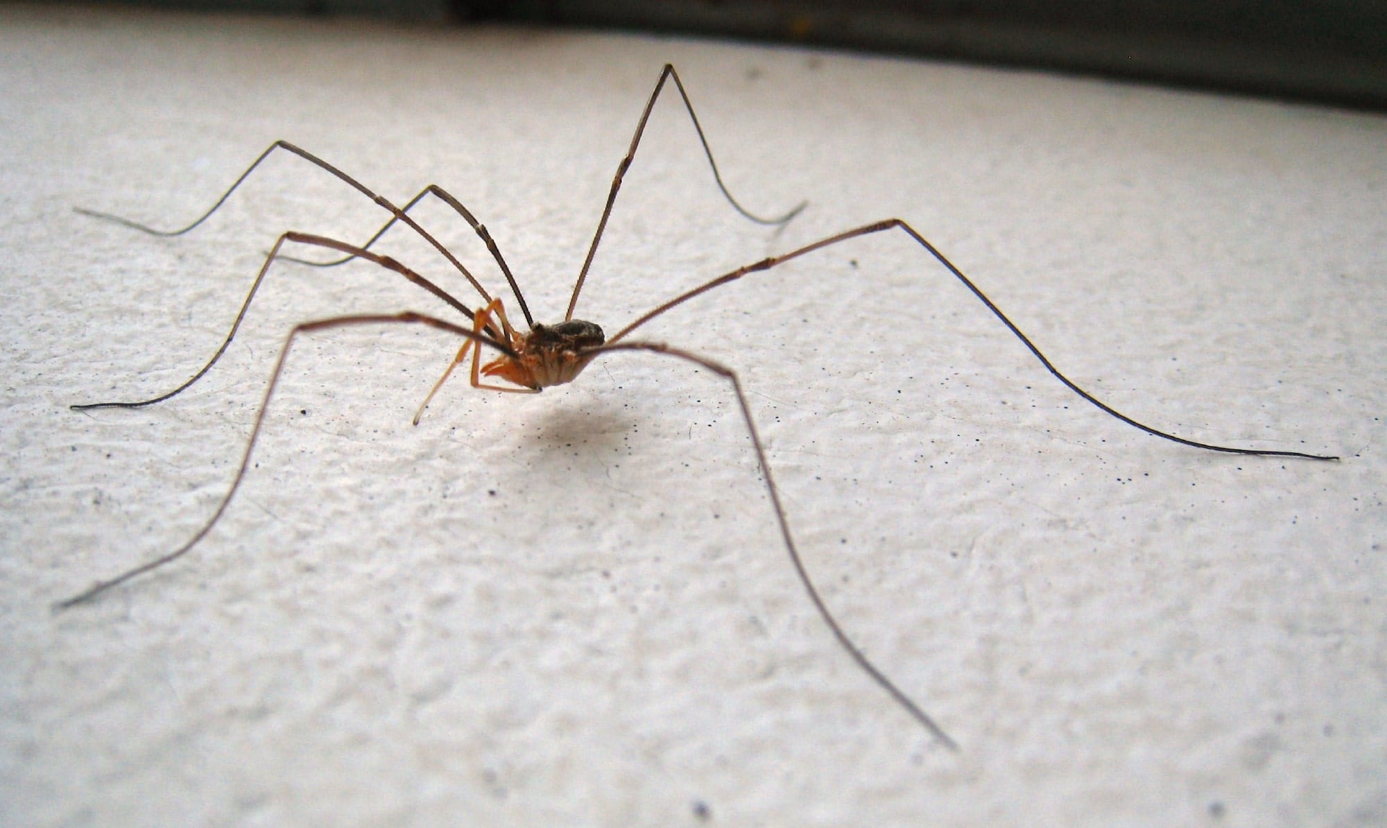 These Skin Crawling Facts About Daddy Longlegs Will Make You Think