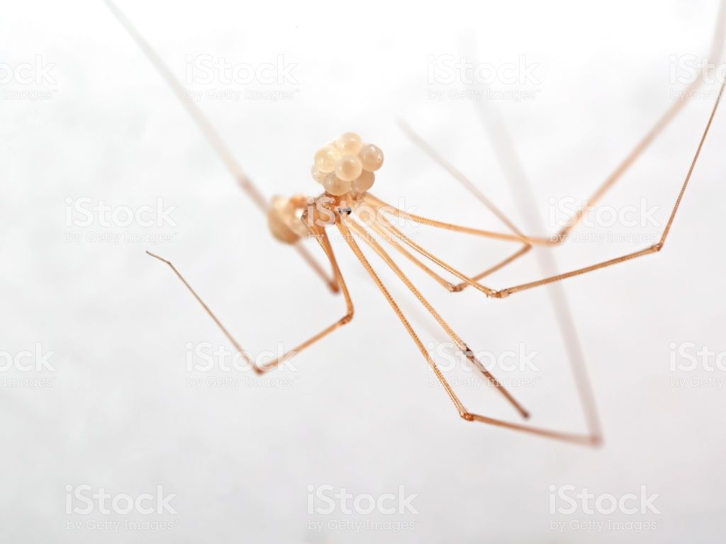 Macro Photo Of Daddy Longlegs Spider With Eggs Isolated On