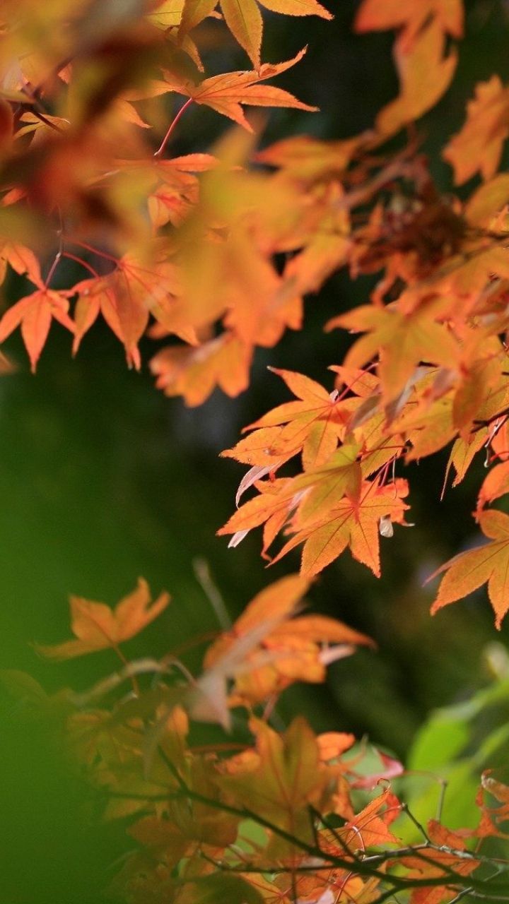 Download Wallpaper 720x1280 Leaves, Autumn, Blur Samsung Galaxy S3