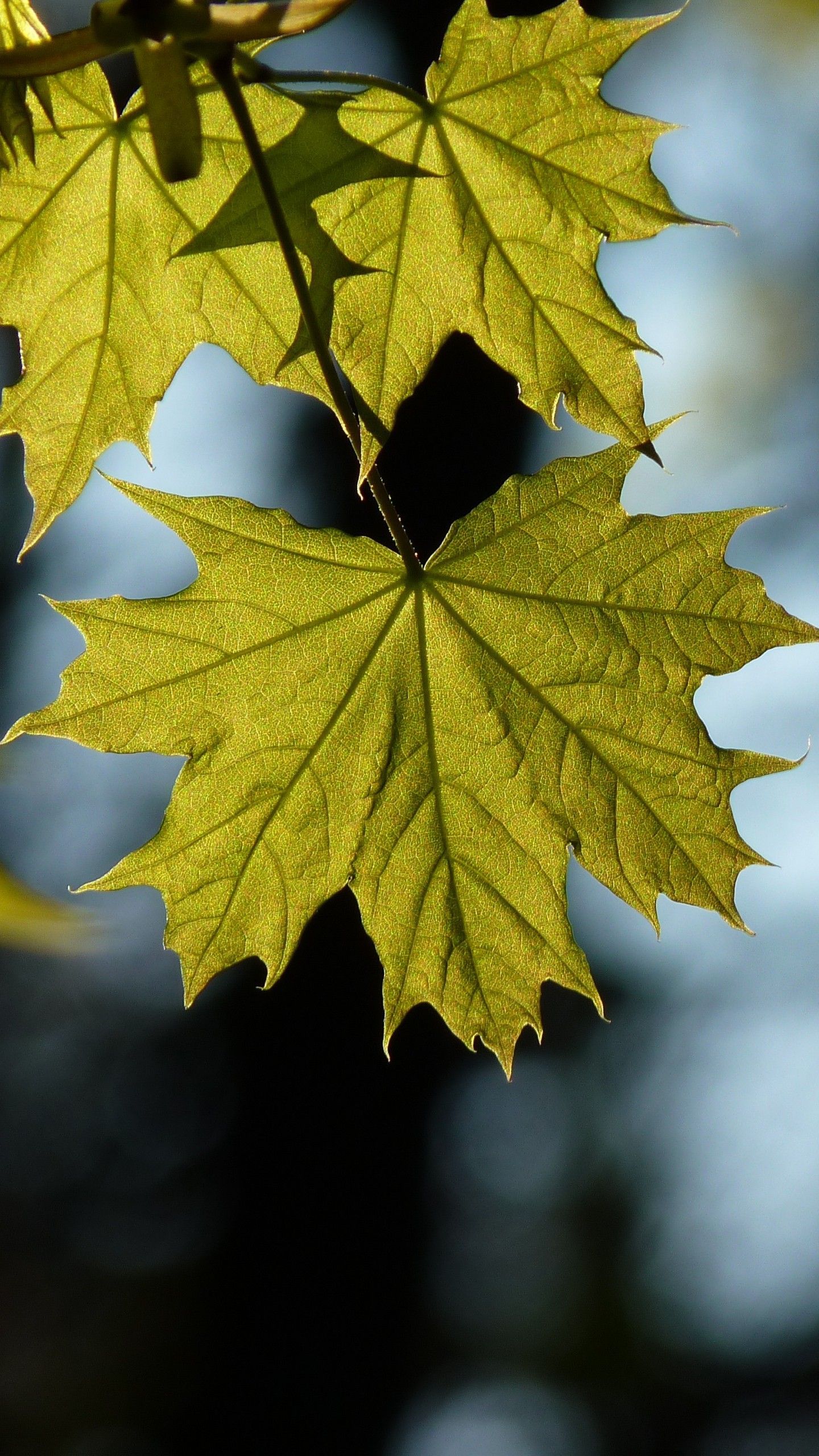 Maple Leaf Blur Wallpaper - [1440x2560]. Leaves