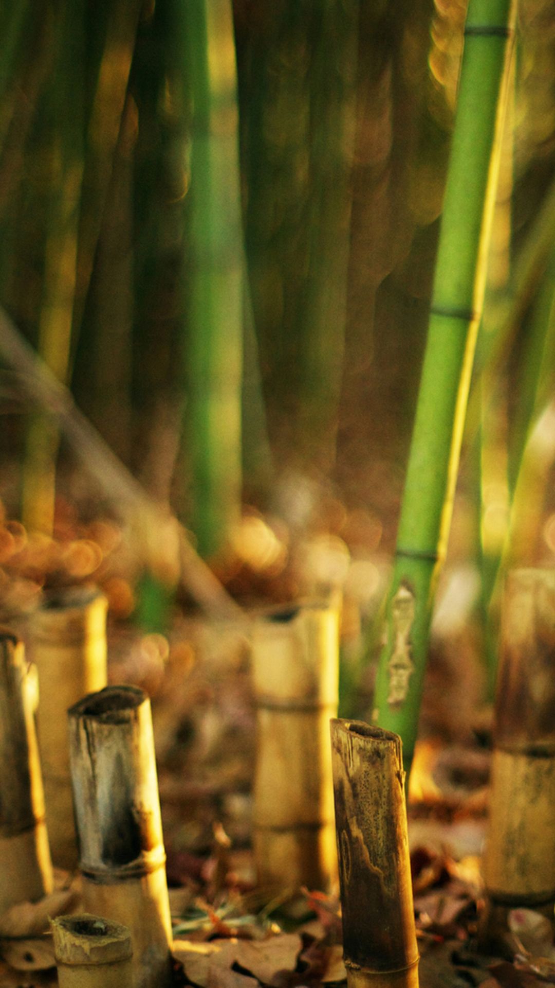 Nature Bamboo Grove Blur iPhone 8 Wallpaper Free Download