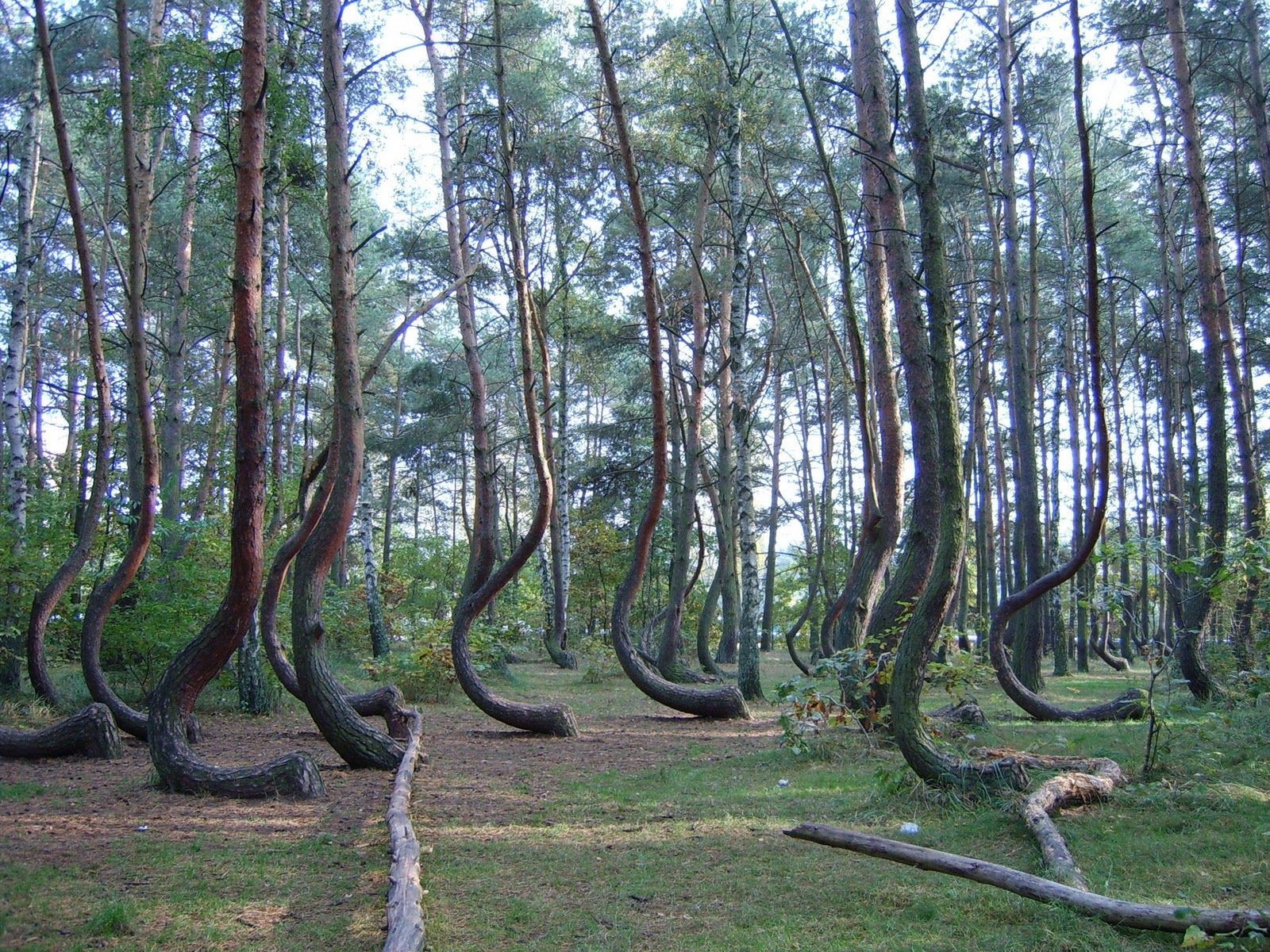 Crooked Forest Wallpapers - Wallpaper Cave