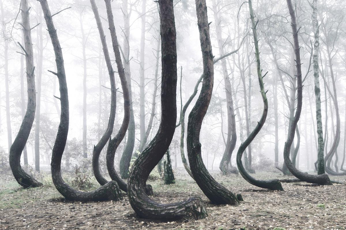 best Crooked Forest image on Pholder. Pics, Nature Is Fucking