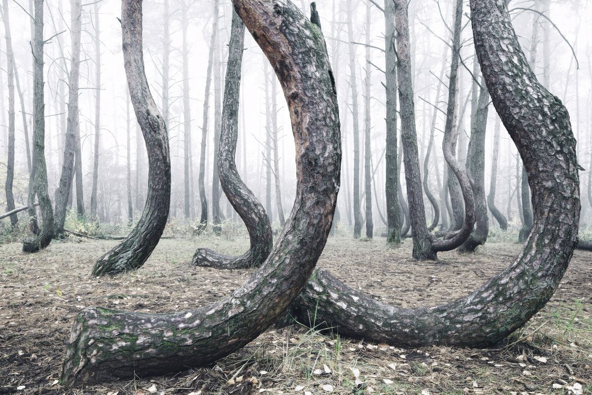 The Crooked Forest: A Mysterious Grove of 400 Oddly Bent Pine