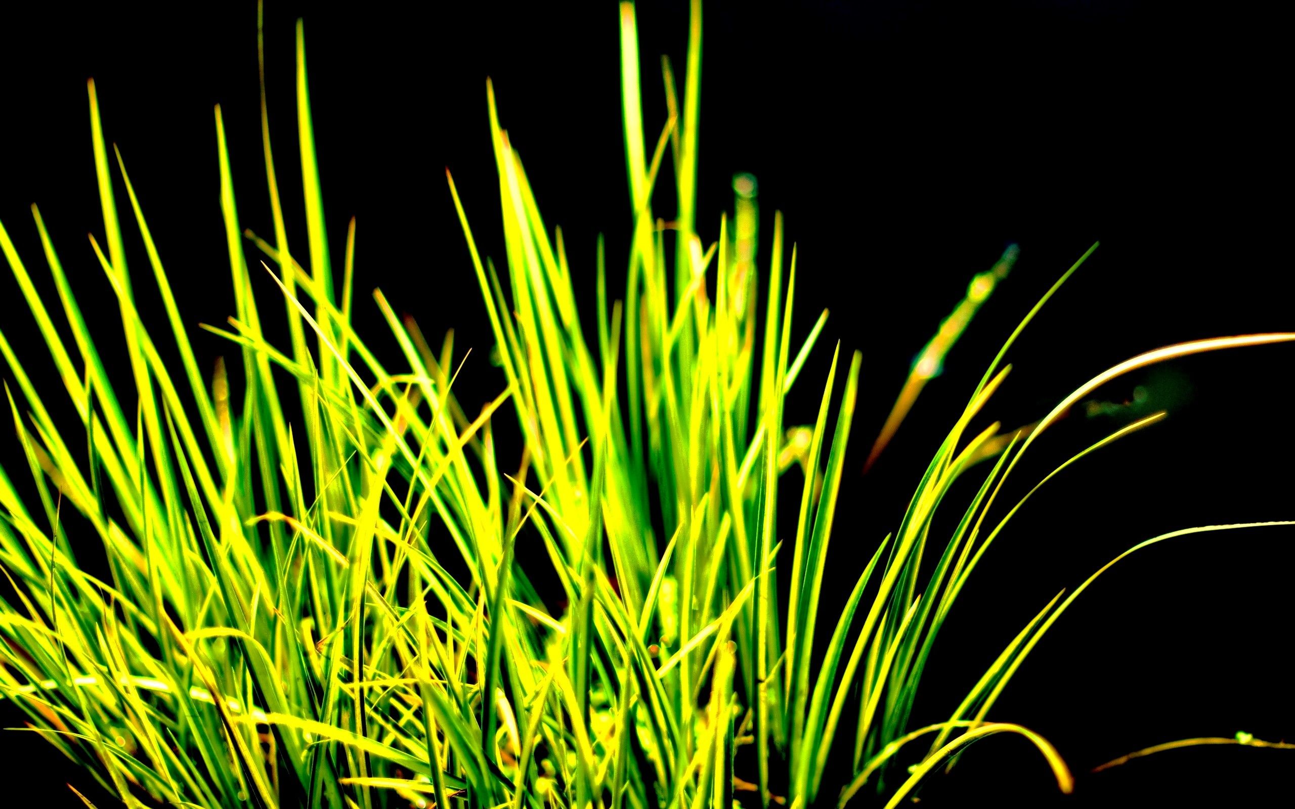 WoowPaper: 3D Wallpaper HD Green Grass