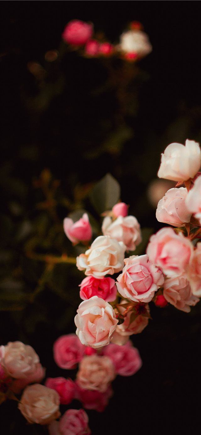 flower iPhone X Wallpaper Free Download