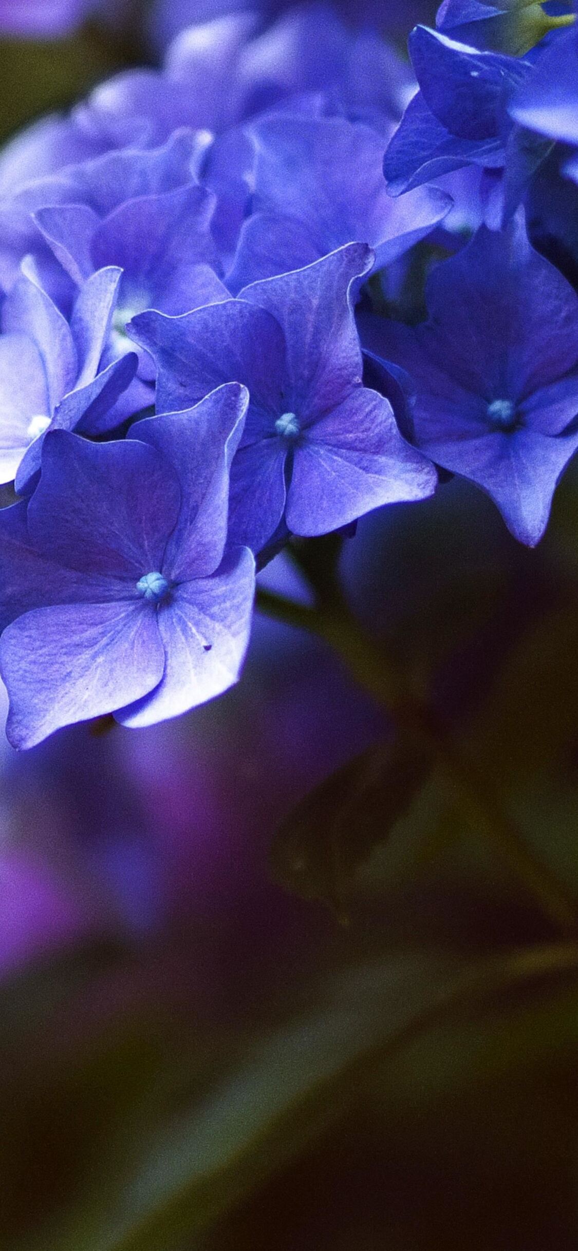 Flower 4k iPhone XS, iPhone iPhone X HD 4k Wallpaper, Image, Background, Photo and Picture