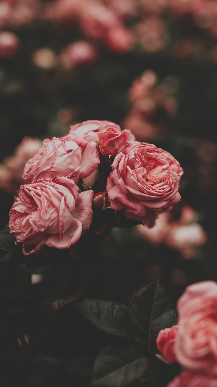 Romantic Roses iPhone X Wallpaper. Wallpaper