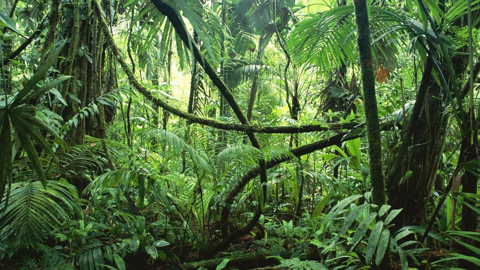 Free download Jungle Forest HD Wallpaper Photo Desktop