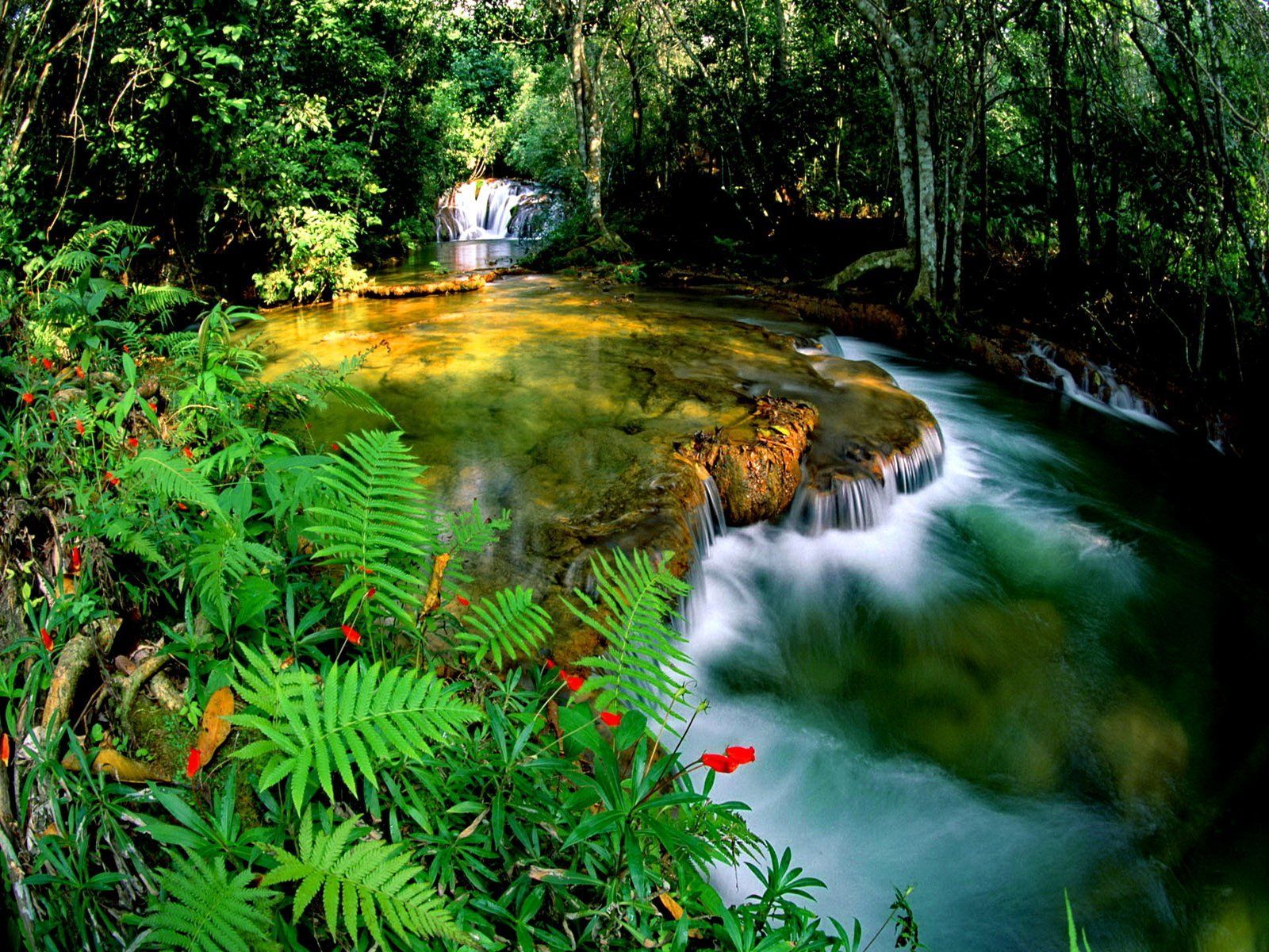 Page Ultra HD K Jungle Wallpaper HD Desktop Background. Waterfall wallpaper, Jungle wallpaper, Waterfall