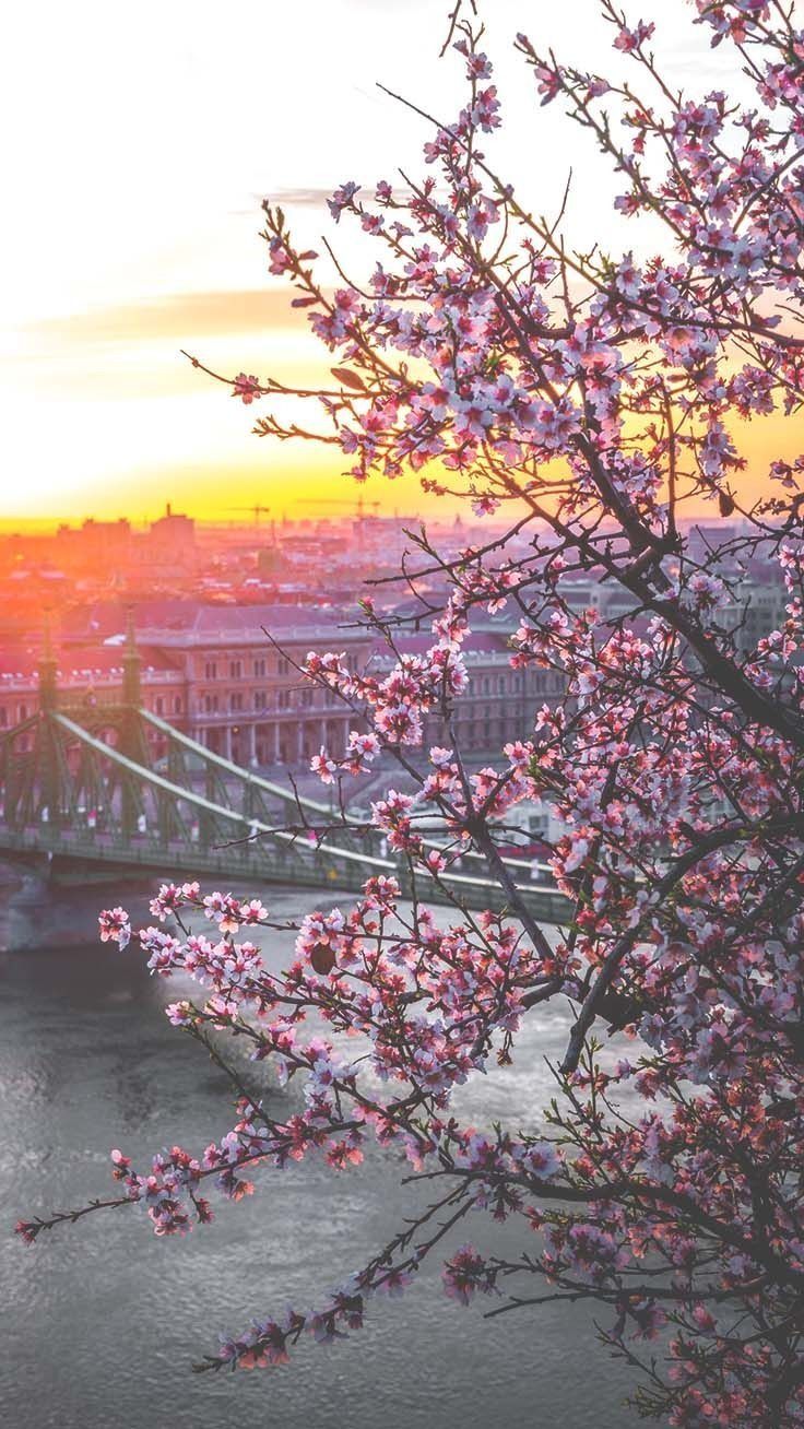 Flowers Aesthetic Wallpaper