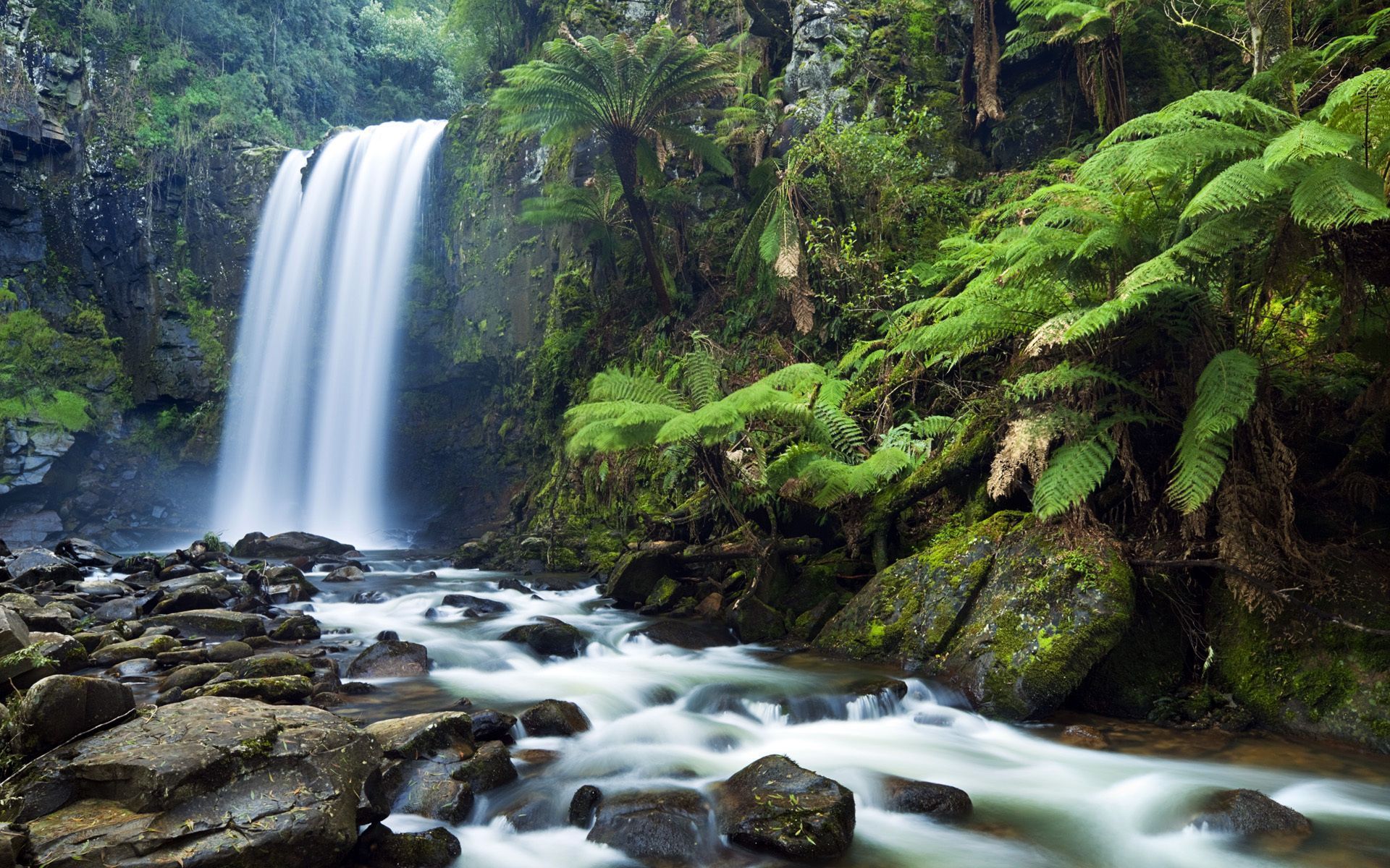Download wallpaper forest, jungle, Trees, waterfall free desktop