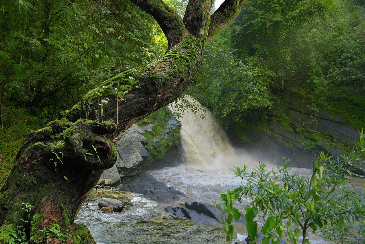 Desktop Wallpaper Jungle Nature Waterfalls Tropics Trunk tree Moss