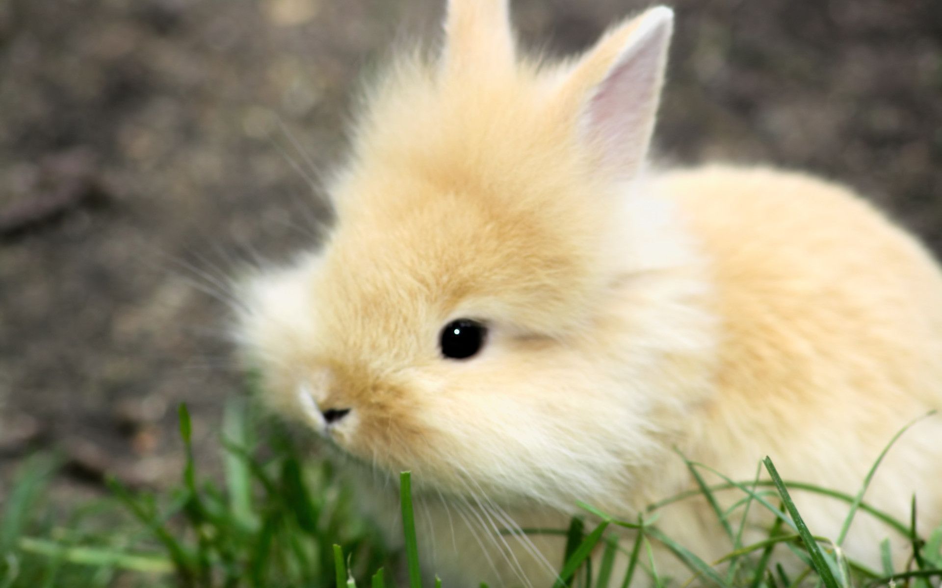 Rabbit HD Wallpaper Background Wallpaper. Cute bunny picture, Cute baby bunnies, Cute baby animals