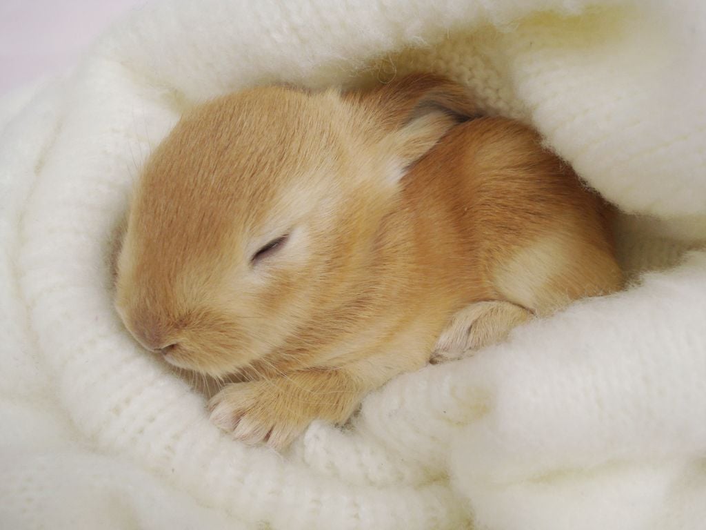 Picture Of Baby Bunnies HD 1080P 12 HD Wallpaper