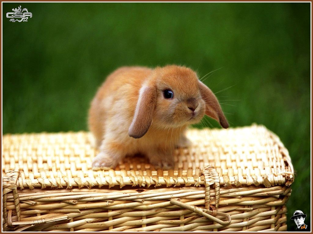 Free download Baby Bunny image baby bunny HD wallpaper
