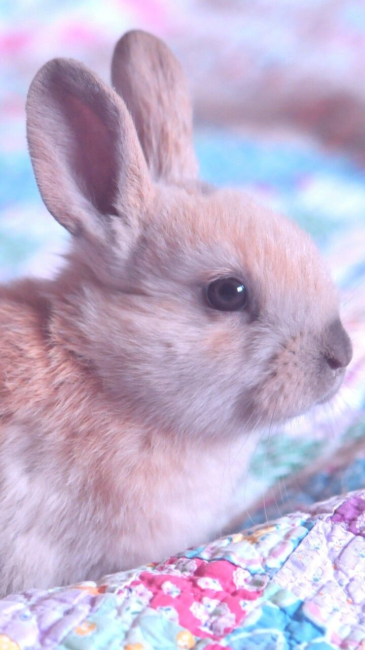 animals, baby, baby bunny, background, beautiful, beauty, blue background, bunny, cute animals, cute baby, cute bunny, cutie, iphone, nature, rabbit, soft, still life, wallpaper, wallpaper, we heart it, wallpaper iphone, pastel color