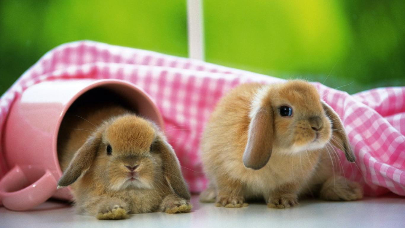 wallpaper:1366x768:baby Rabbits Image