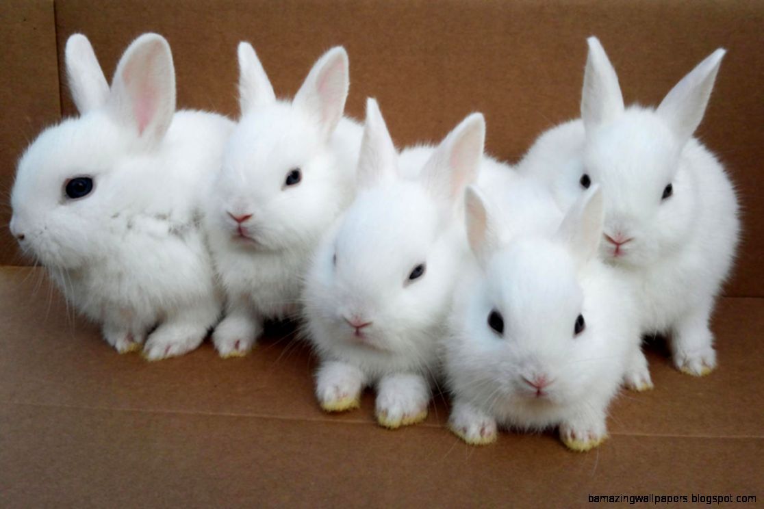 White Baby Bunnies
