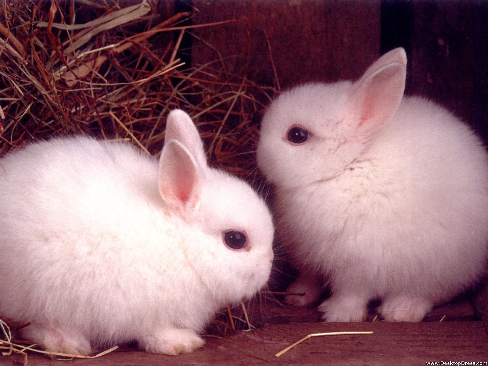 Desktop Wallpaper Animals Background Baby Rabbits