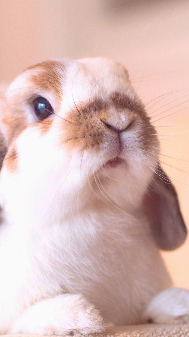 animals, baby, baby bunny, background, beautiful, beauty, bunny