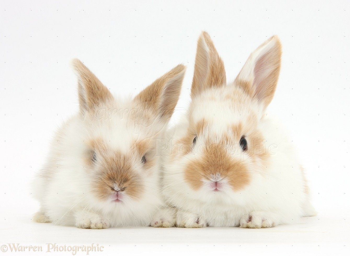 Wallpaper in 2Pics: cute rabbits in photo