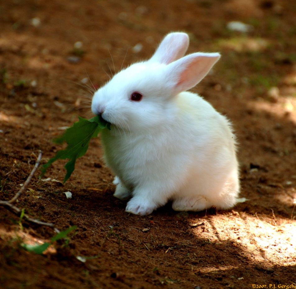 Cute Baby Rabbit Image