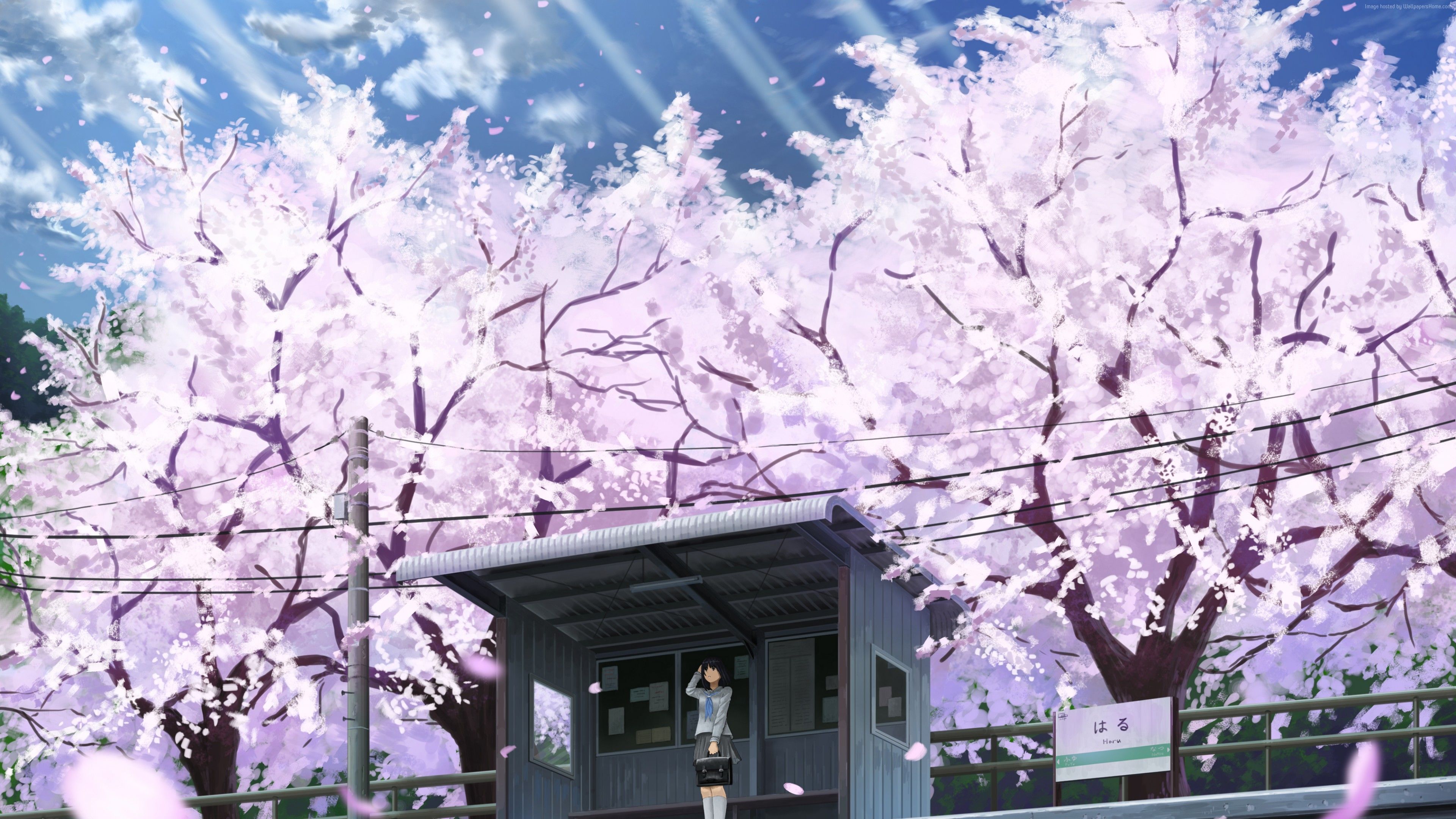 Wallpaper anime, girl, cherry, 4K, Art Wallpaper Download