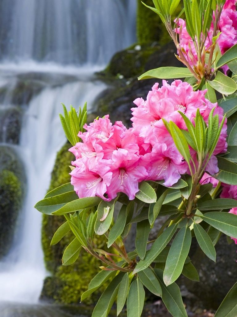 Spring Flowers and Waterfall iPad wallpaper