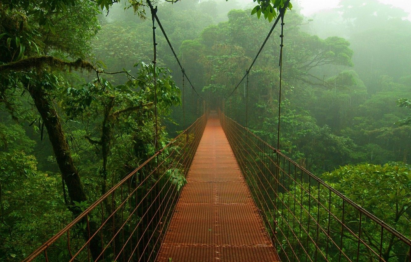 Wallpaper trees, bridge, fog, foliage, Jungle image for desktop