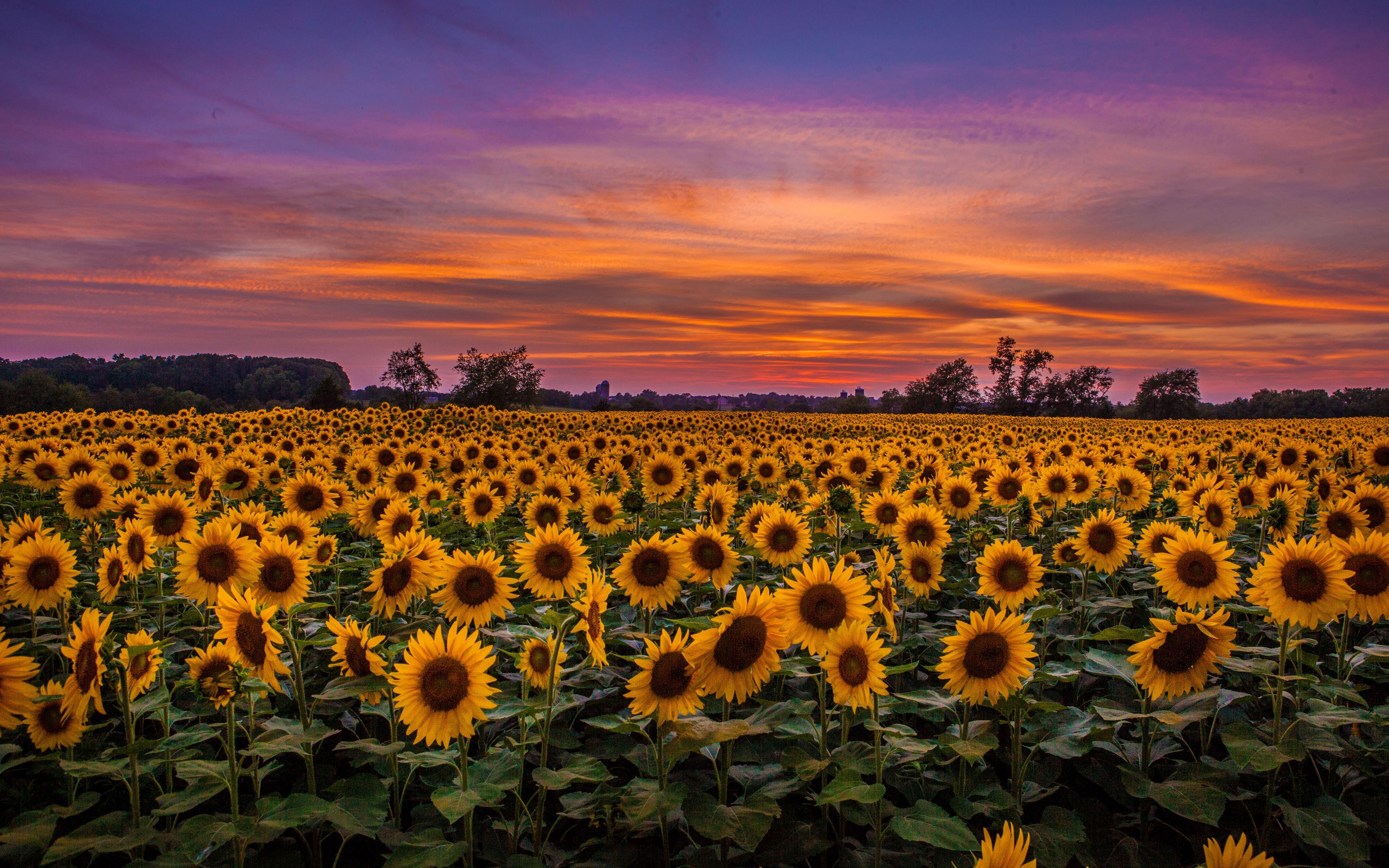 Download wallpaper 3840x2400 sunflowers, field, sunset, sky