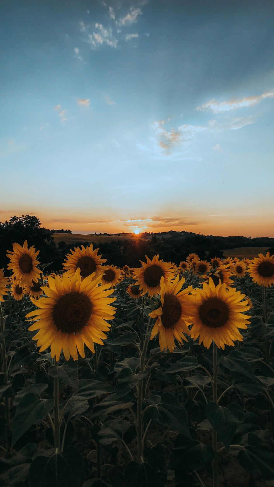 Download wallpaper 938x1668 sunflowers, flowers, yellow, field