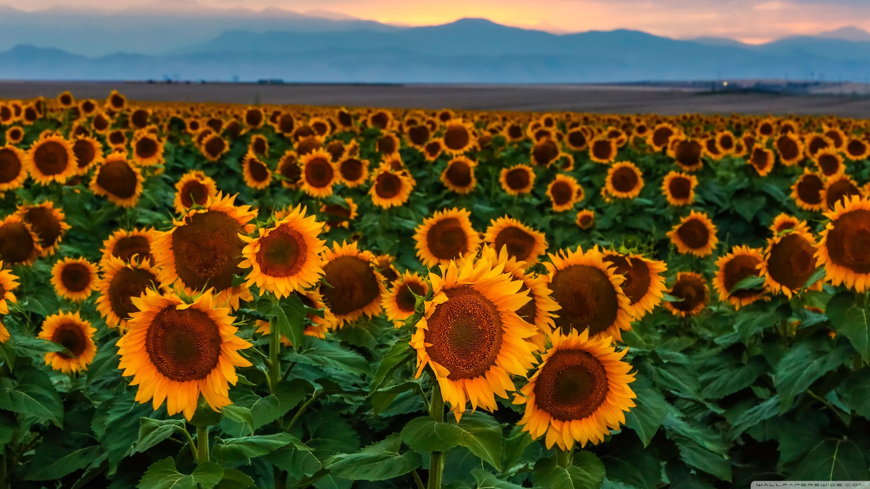 Sunflower Field, Sunset, Colorado Ultra HD Desktop Background