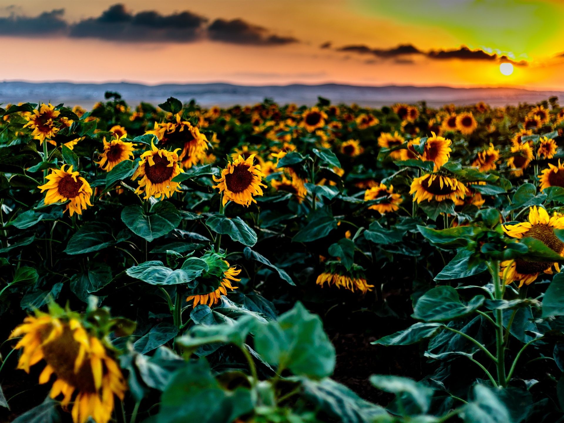 Wallpaper Sunflowers fields, sunset 2560x1600 HD Picture, Image