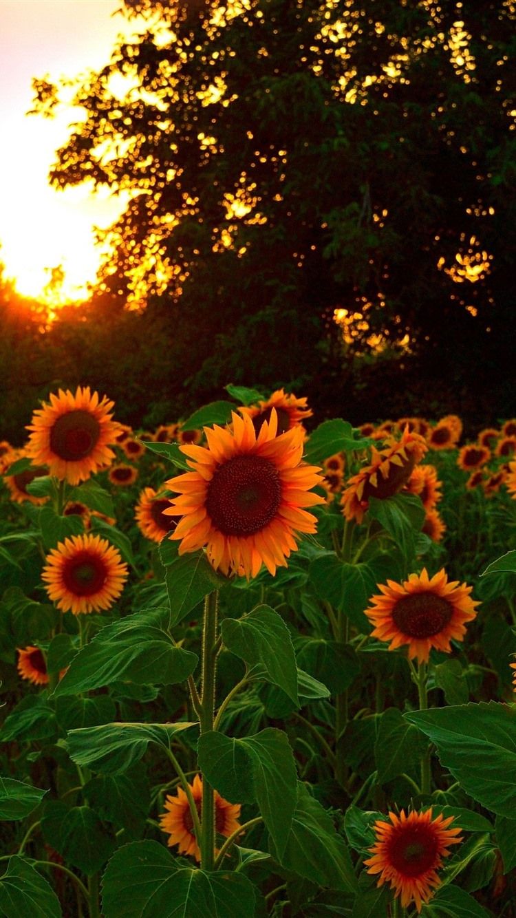 Sunflowers Field At Sunset 750x1334 IPhone 8 7 6 6S Wallpaper