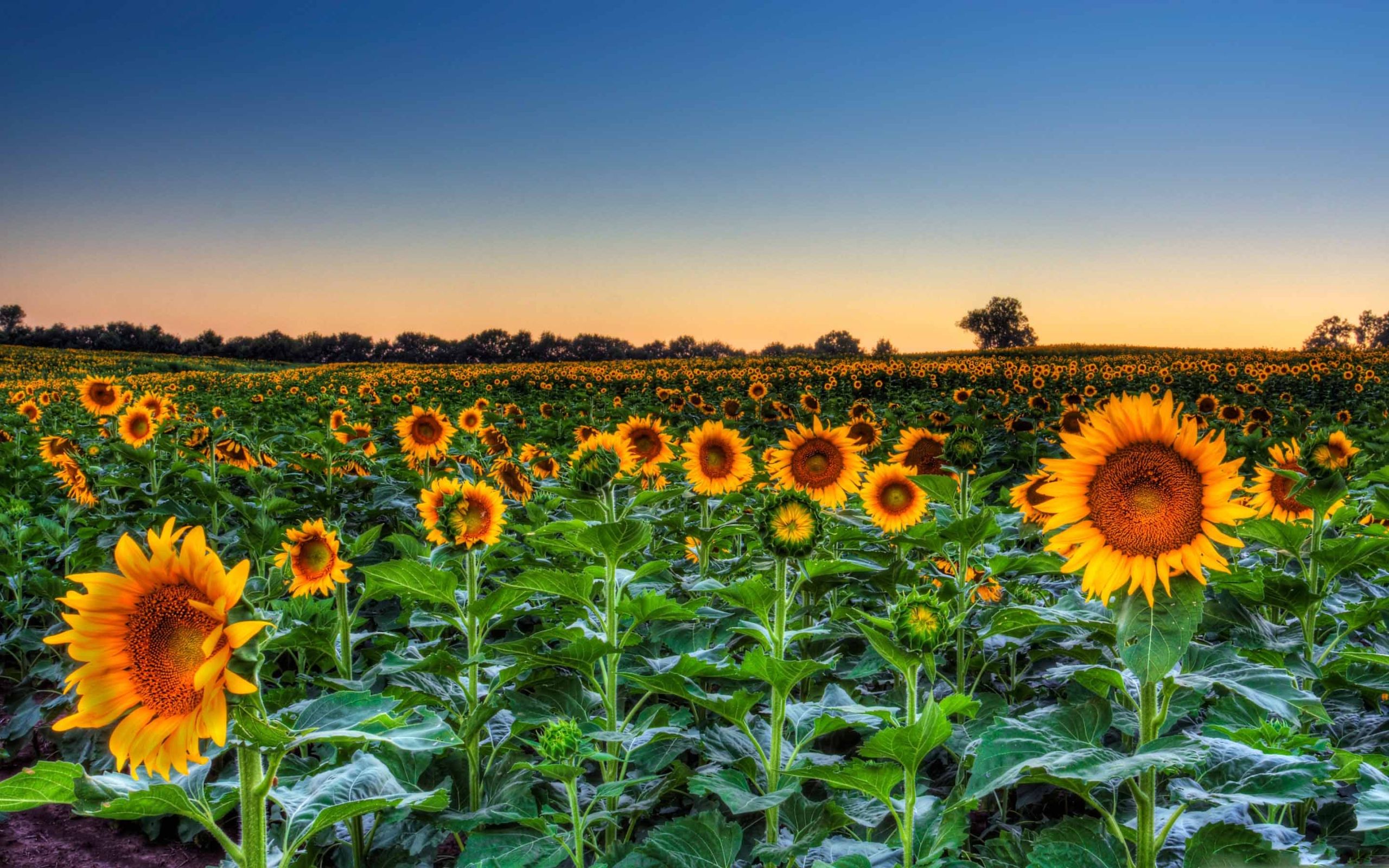 Sunflower Field Sunset Mac Wallpaper Download