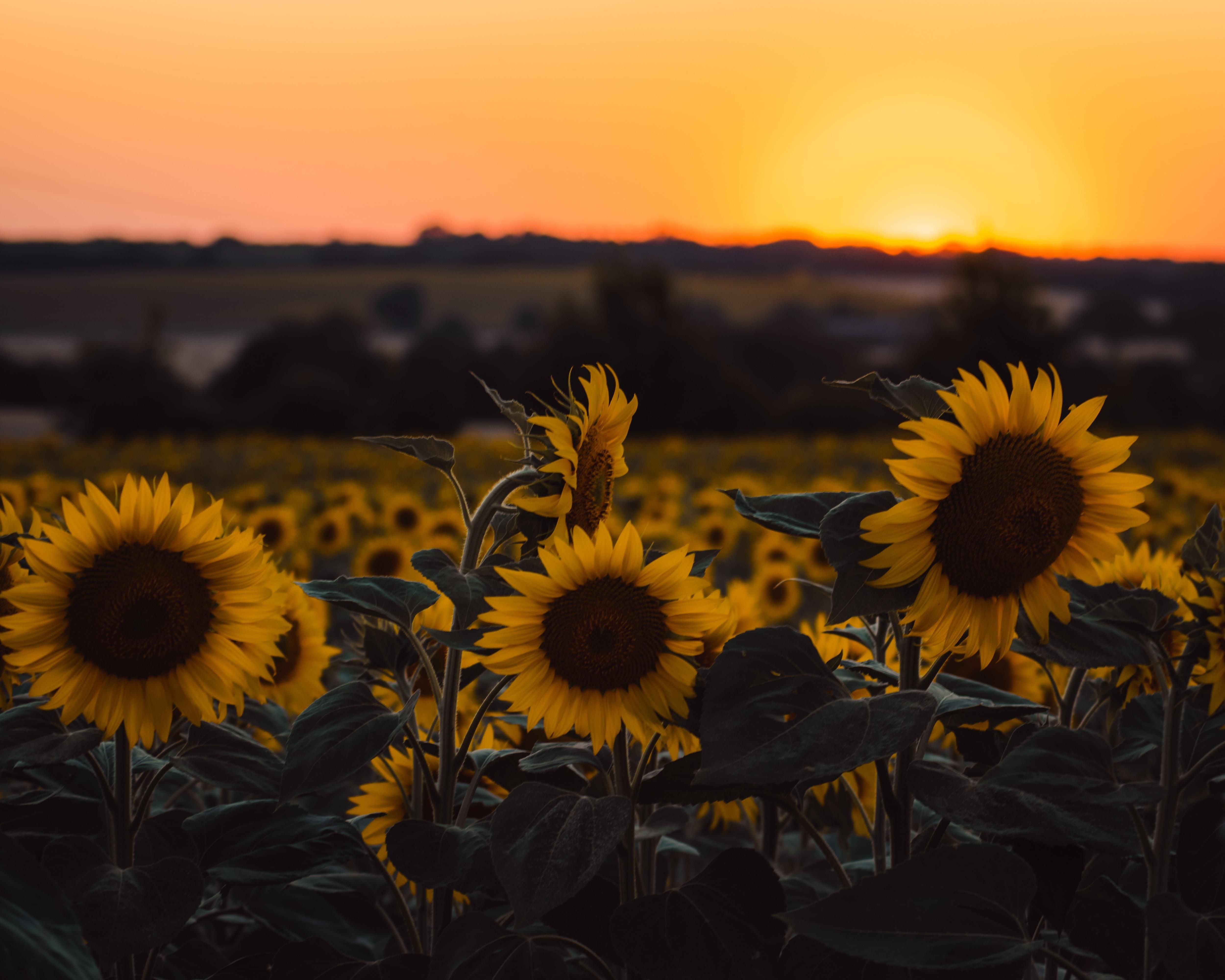 wallpaper sunflowers, flowers, yellow, field, sunset HD