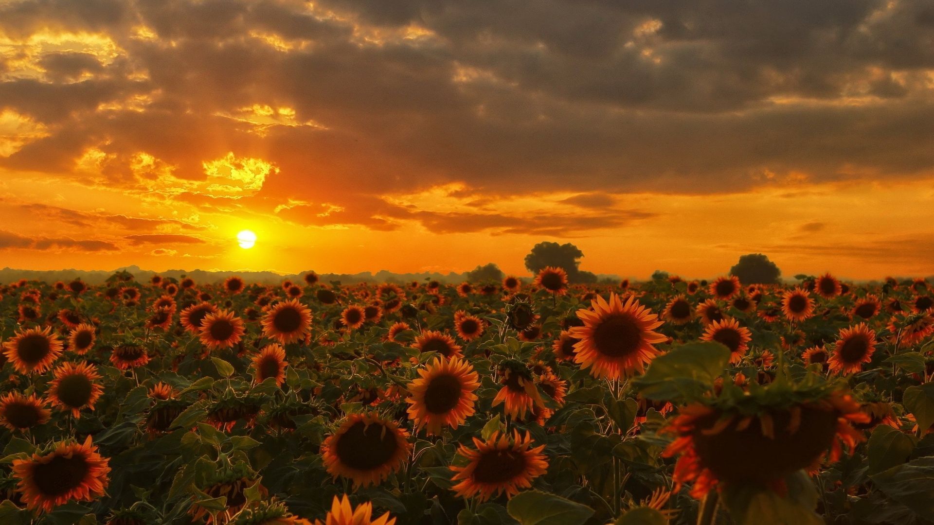 Sunflowers Field Summer Orange Sky Sunset Wallpaper