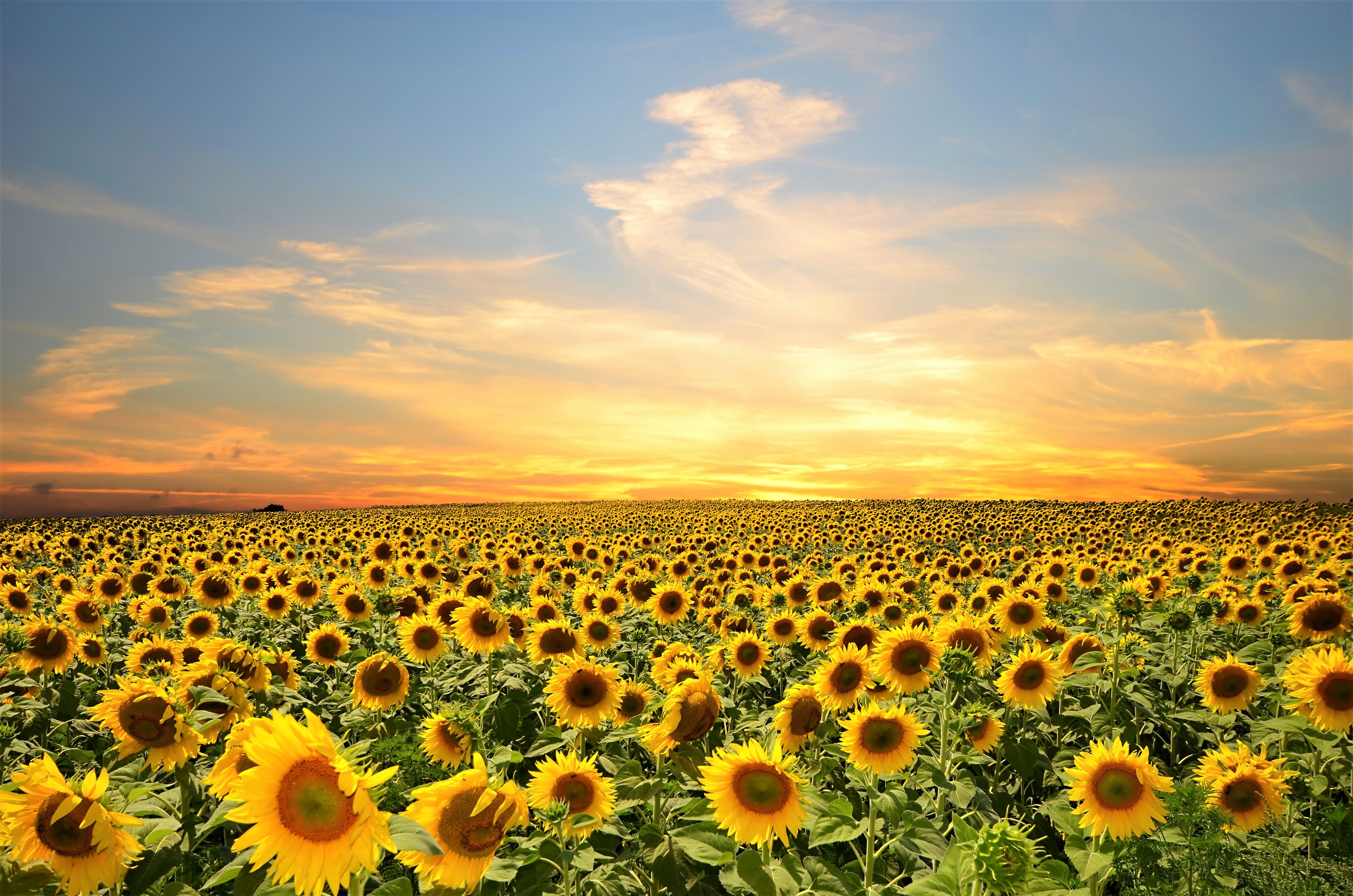 Sunflower Field 4k Ultra HD Wallpaper. Background Image