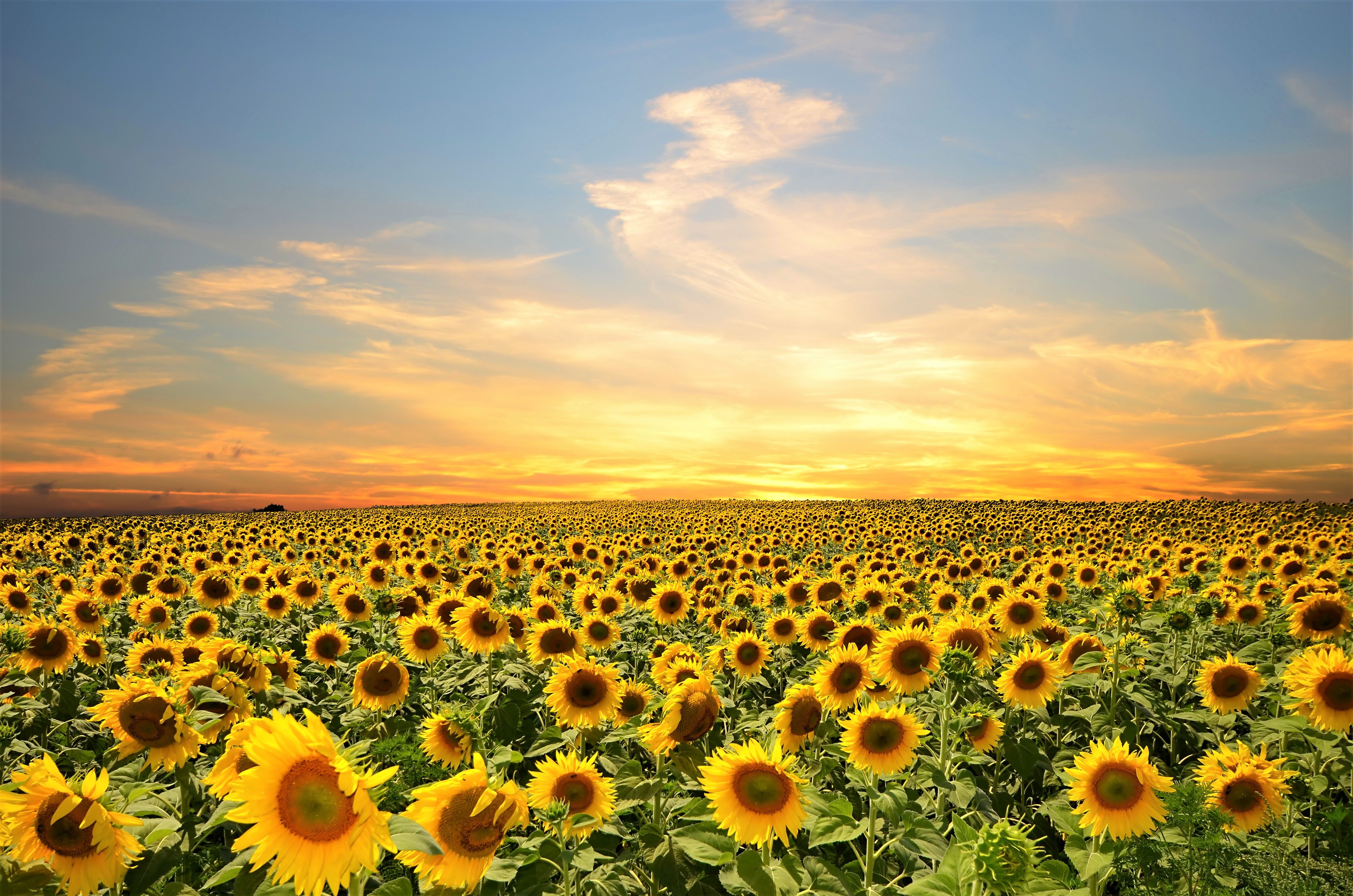 Sunflower 4k Wallpapers Wallpaper Cave Sunflower 4k Wallpapers Wallpaper Cave