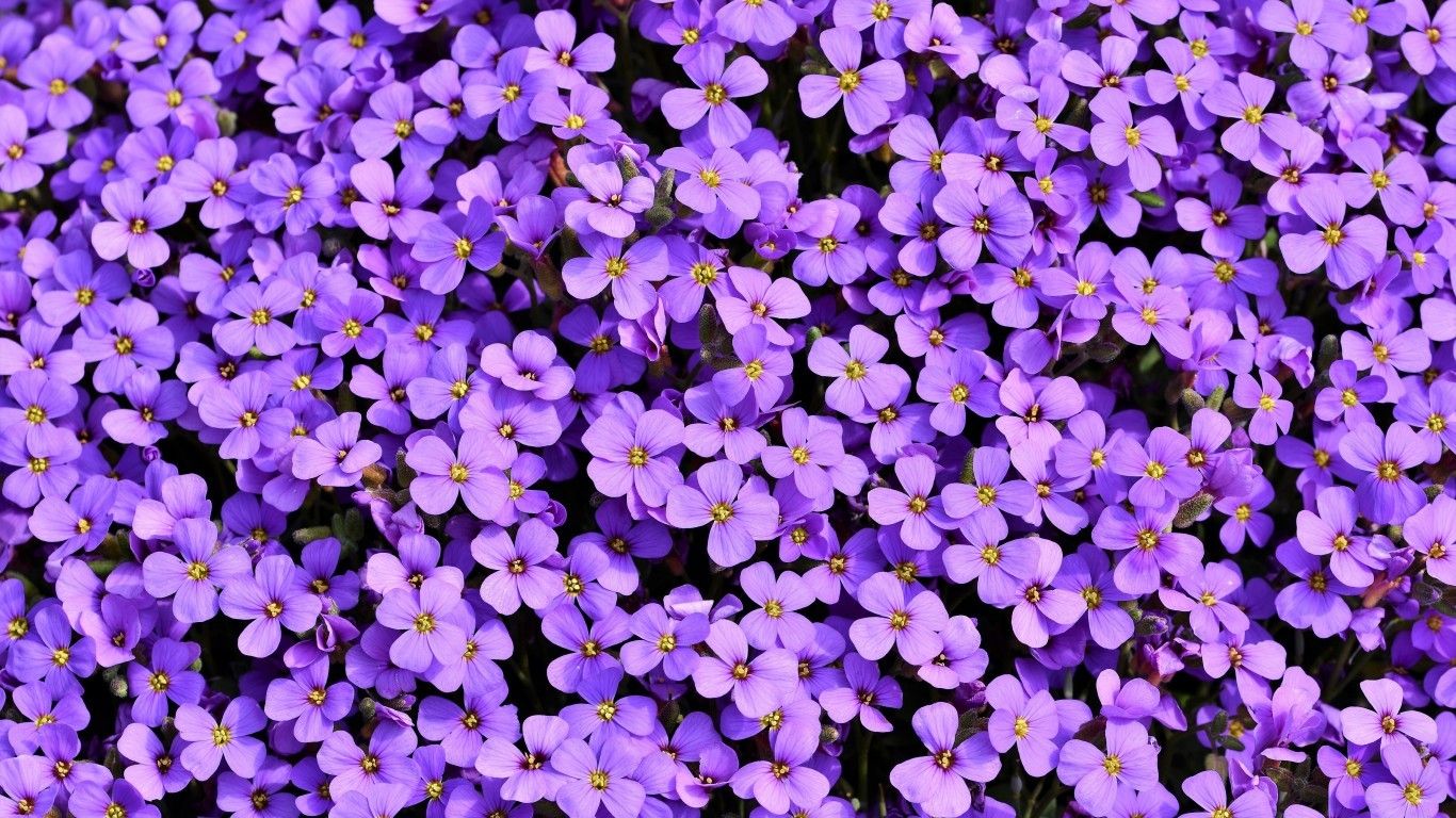 Download 1366x768 Purple Aubrieta, Garden, Pretty Wallpaper