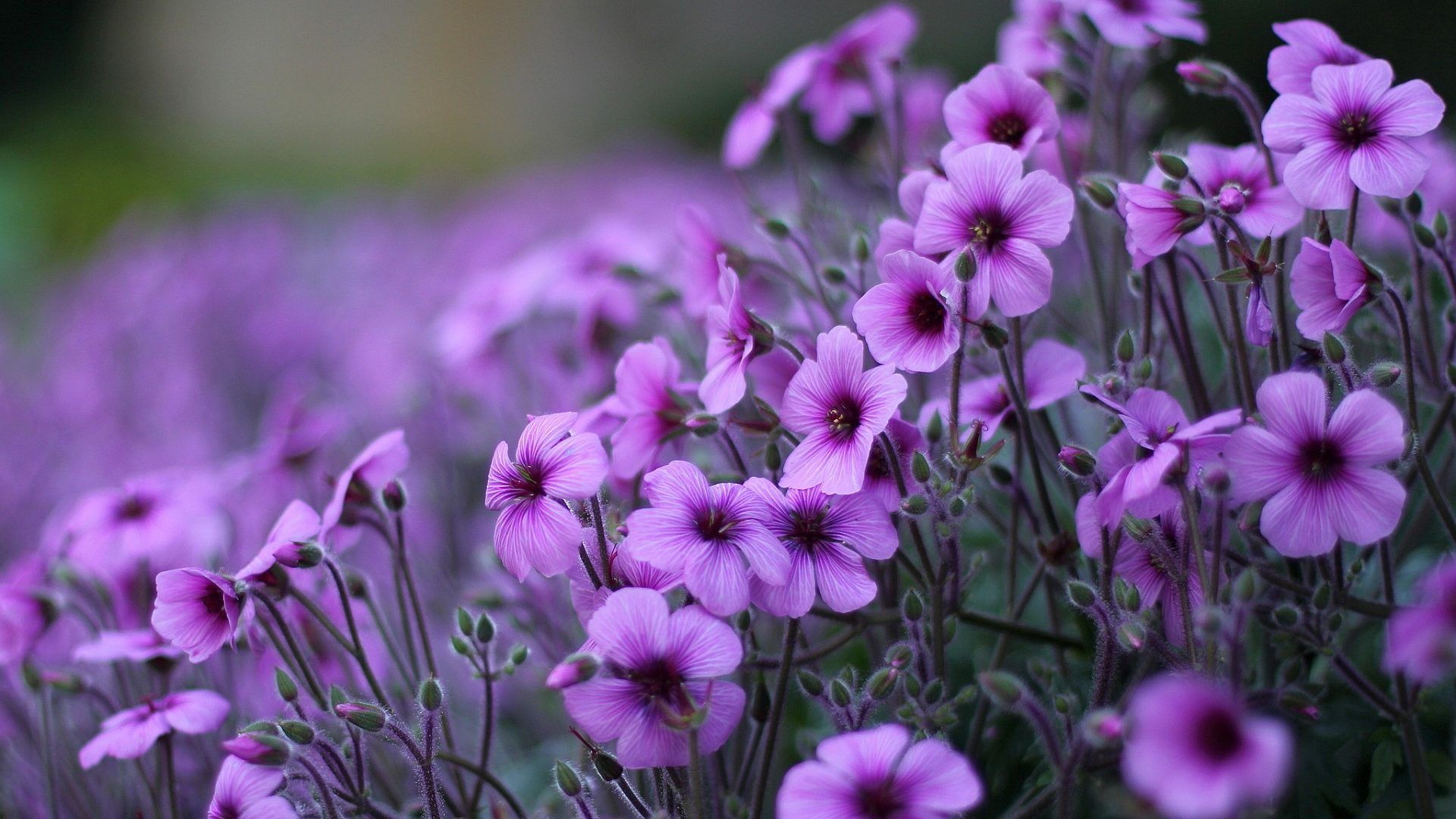 Purple Flowers Geranium Ornamental Flowering Plants HD Wallpaper