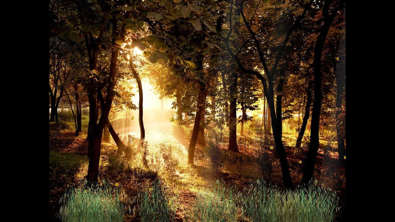 Beautiful Forest Animated Wallpaper