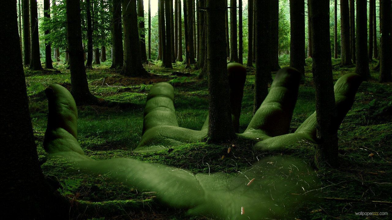 HD Forest Wallpaper, Animated HD Forest Image