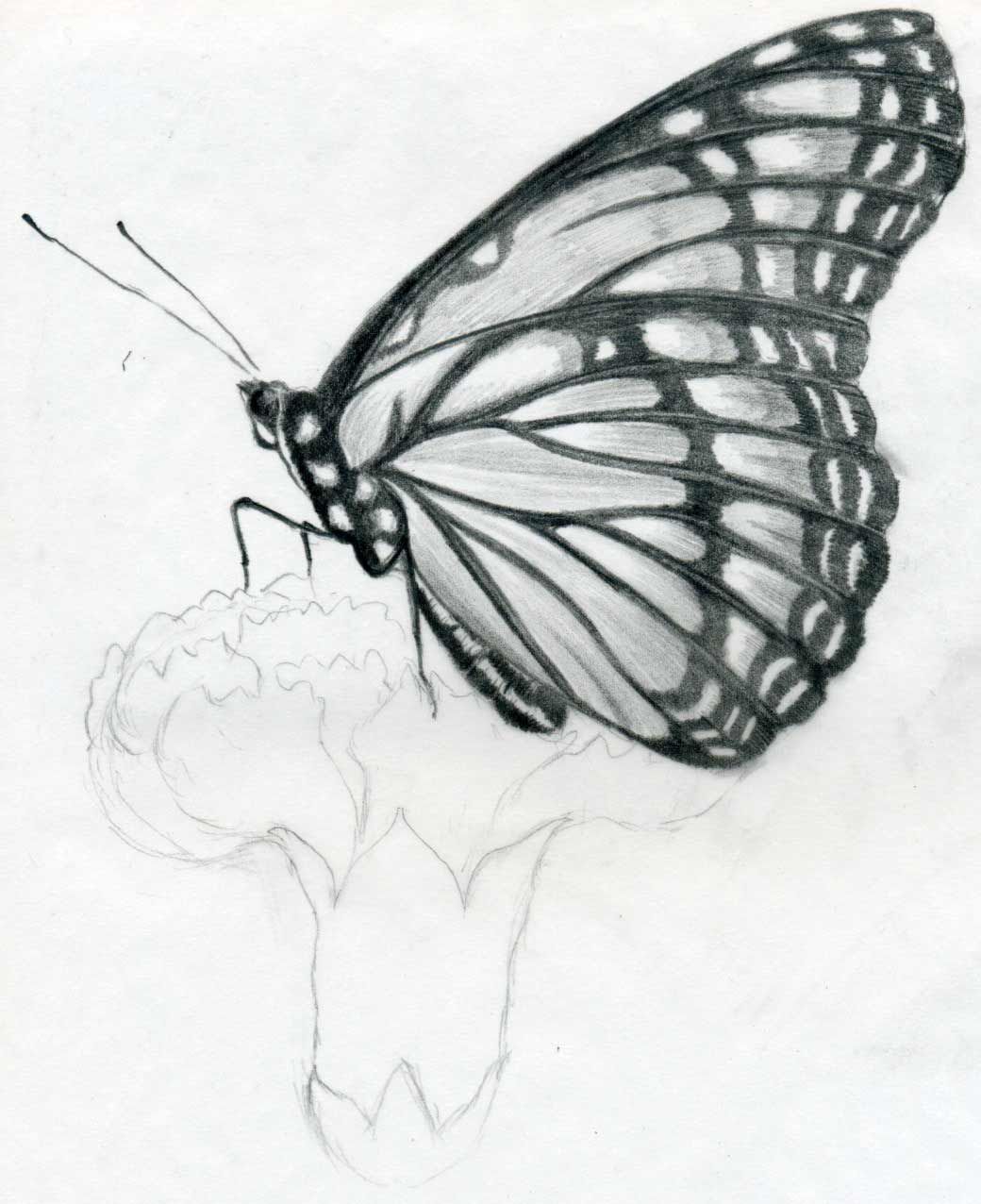 sketches.. drawing butterfly sketches wallpaper birds Sketches Wallpaper. Pencil drawings of flowers, Flower sketches, Flower sketch pencil