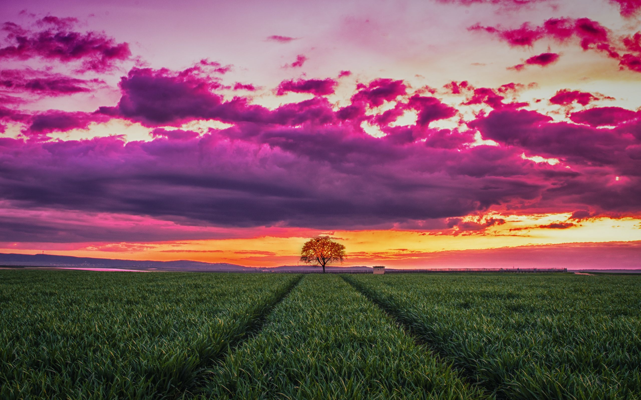 Download wallpaper 2560x1600 sunset, horizon, field, tree, grass