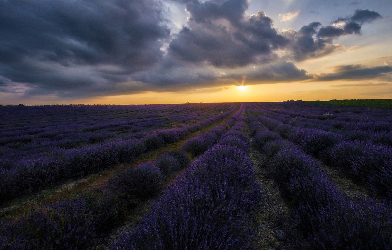 Wallpaper field, the sky, the sun, clouds, sunset, flowers, clouds