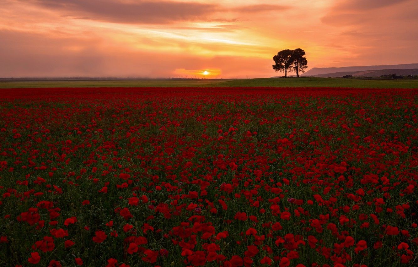 Sunset Sky Clouds Field Trees Horizon Wallpapers - Wallpaper Cave